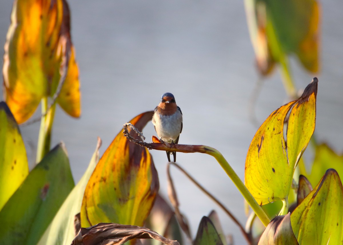 Welcome Swallow - ML657174374