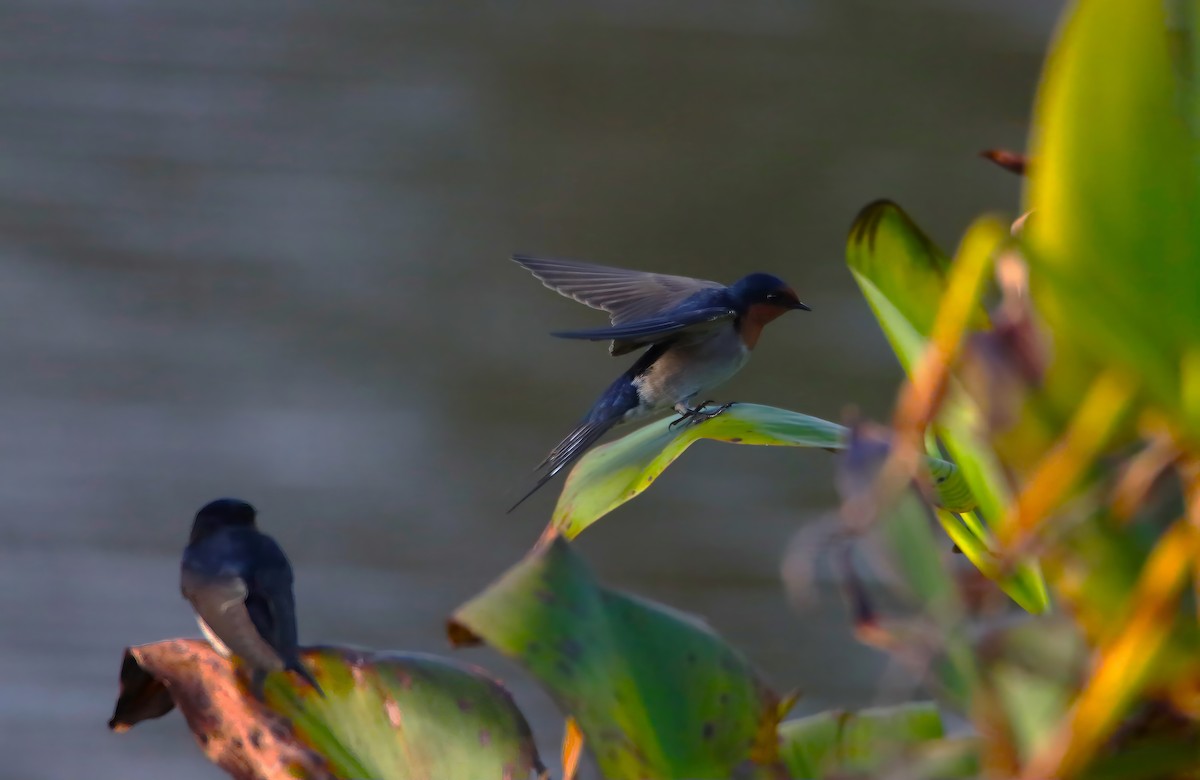 Welcome Swallow - ML657174375