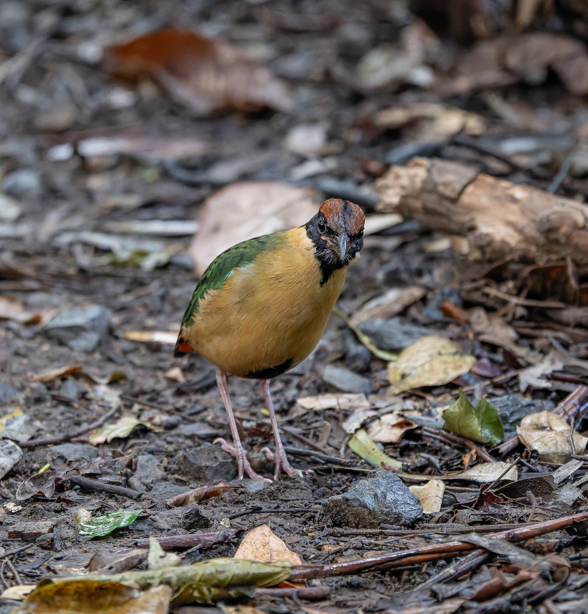 Noisy Pitta - ML657174382