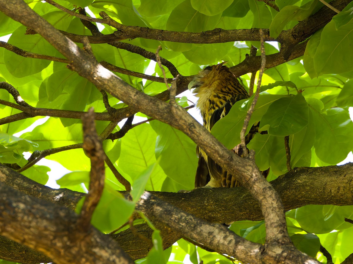 Philippine Eagle-Owl - ML657174383