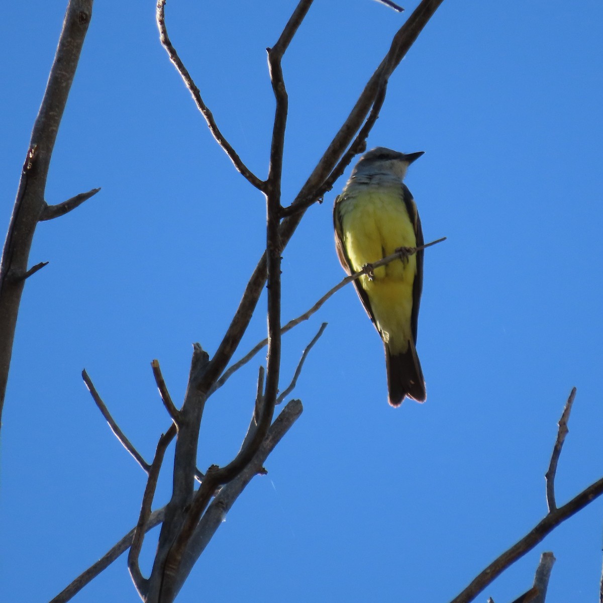 yellow-bellied kingbird sp. - ML657174388