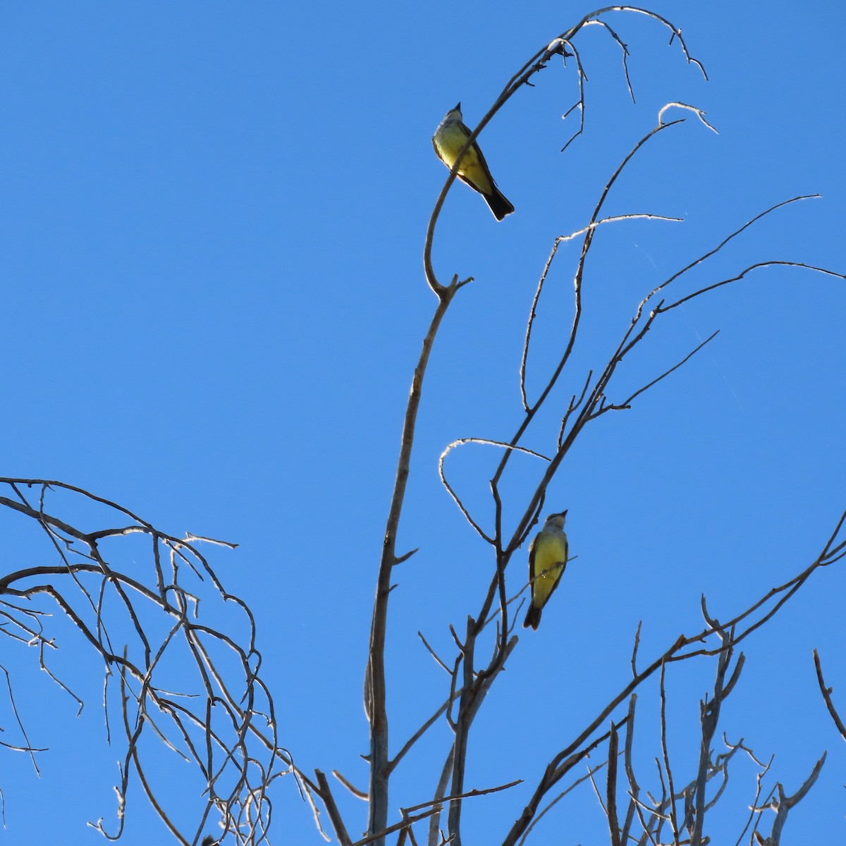 yellow-bellied kingbird sp. - ML657174389