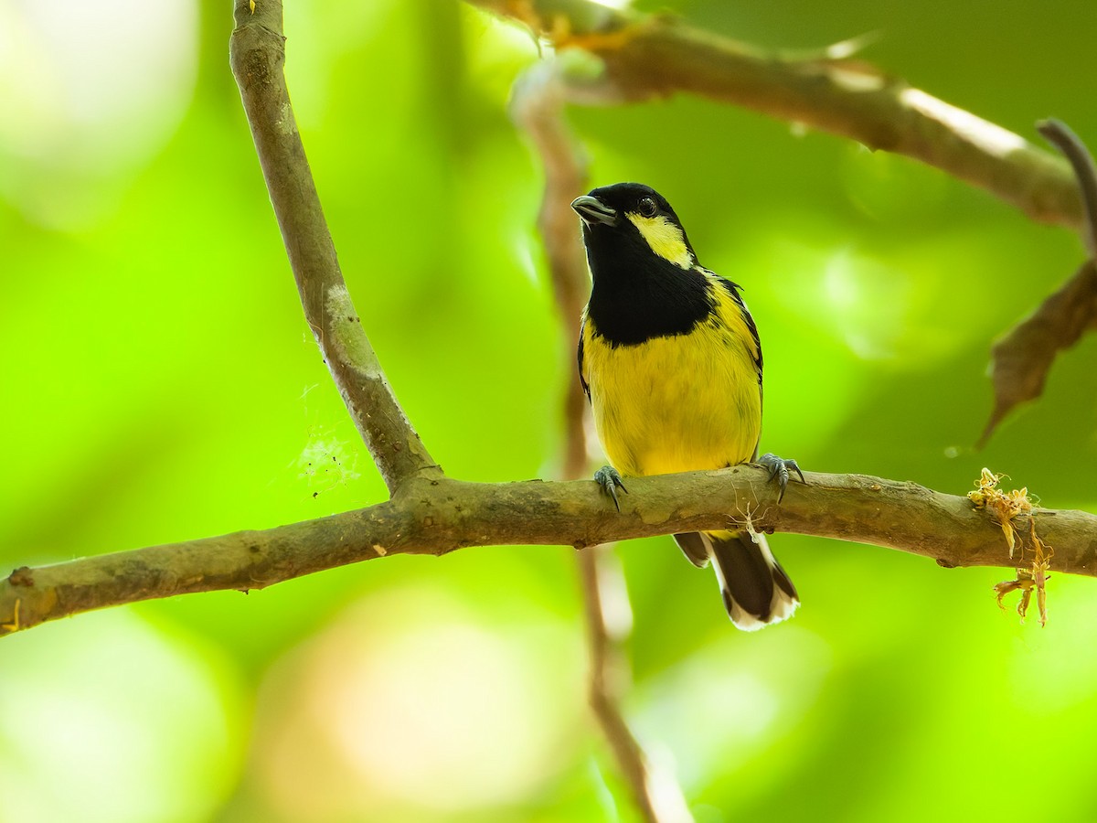Elegant Tit - ML657174392
