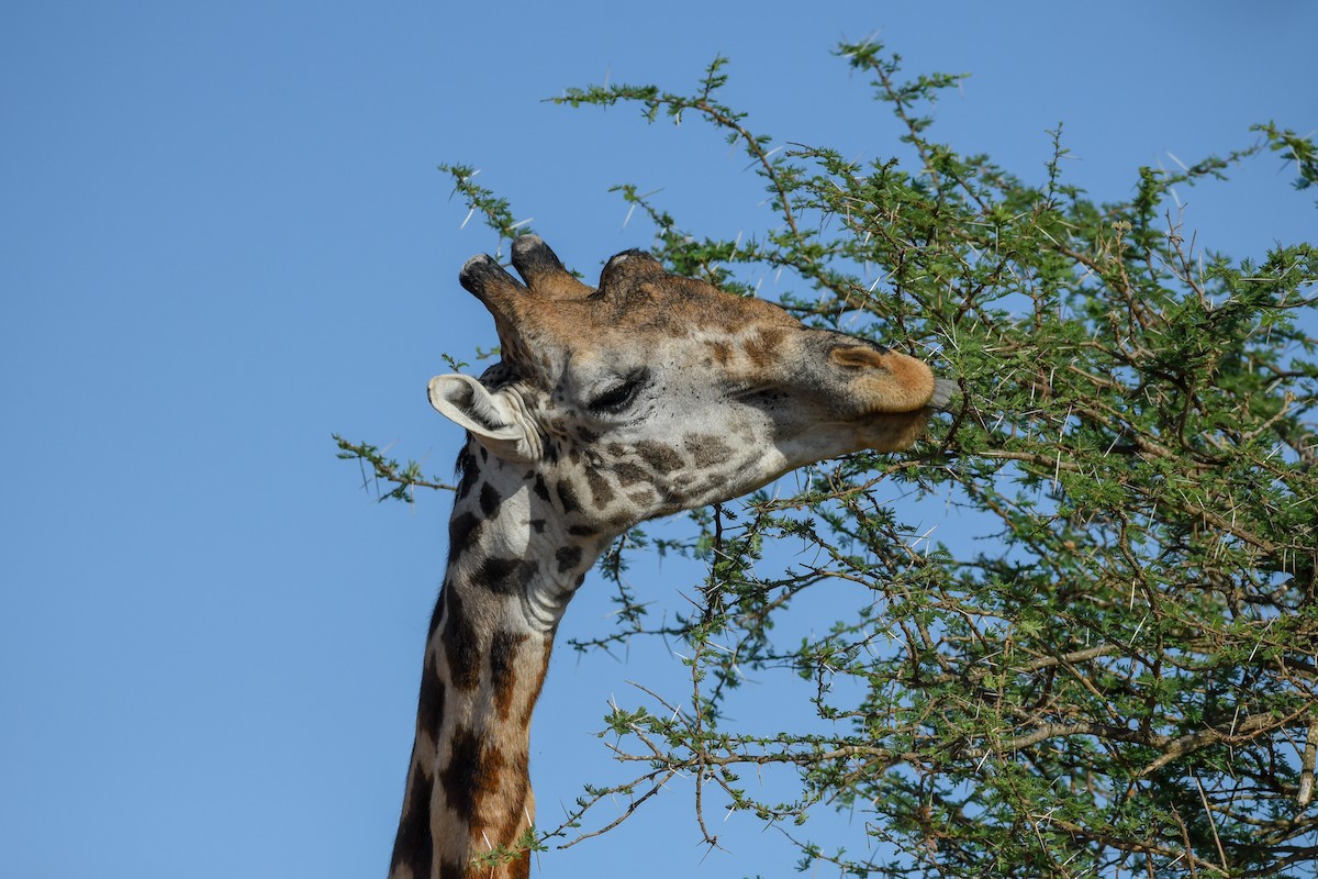 Mammals - ML657174398