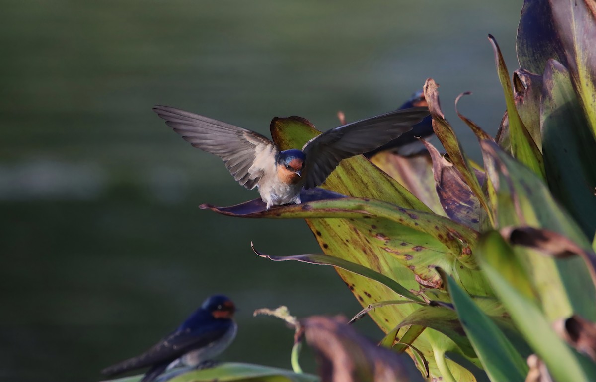 Welcome Swallow - ML657174401