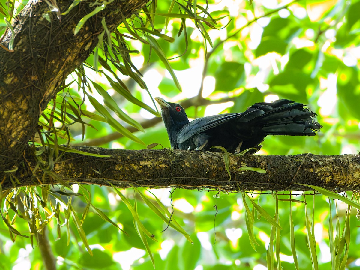 Asian Koel - ML657174403