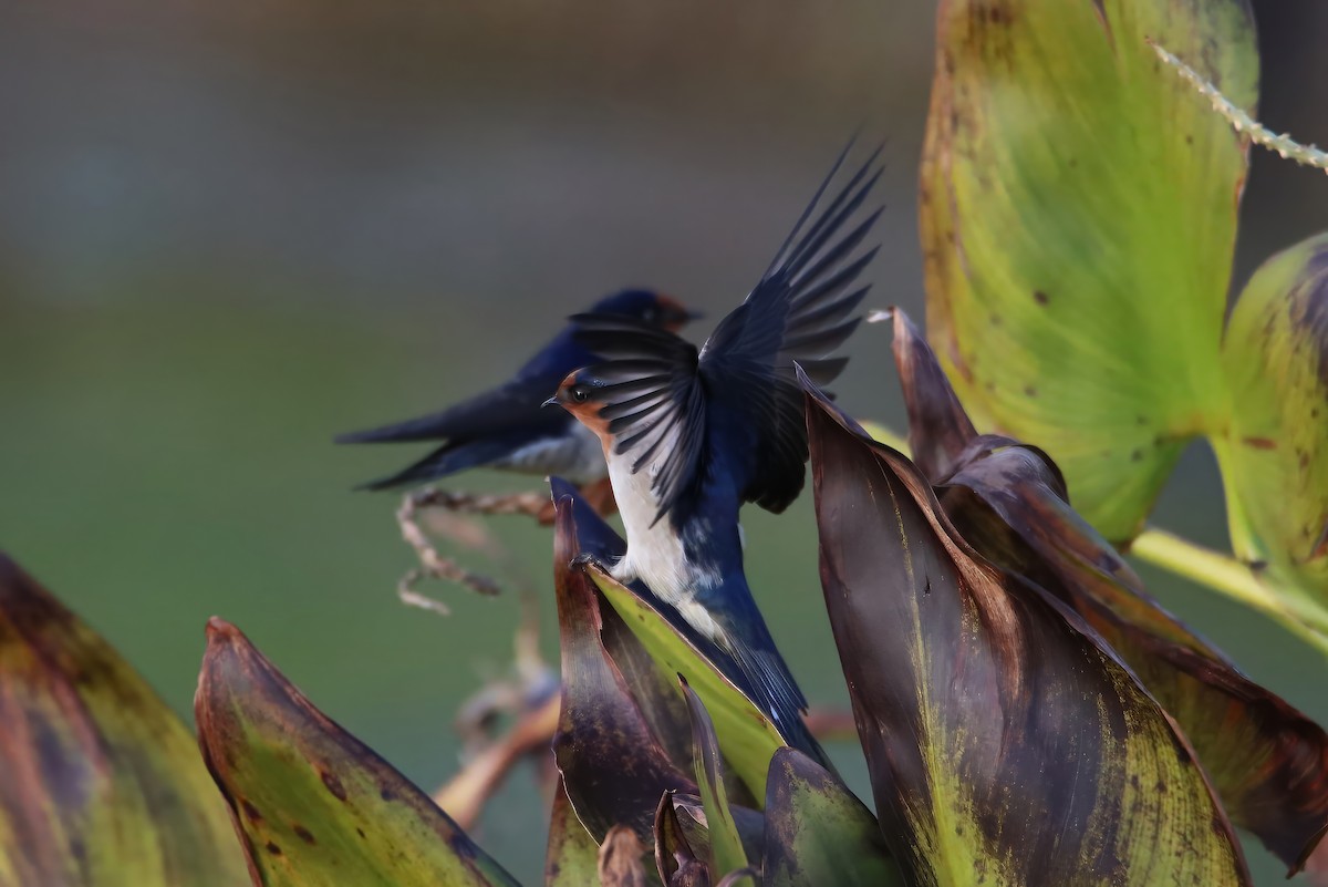 Welcome Swallow - ML657174408