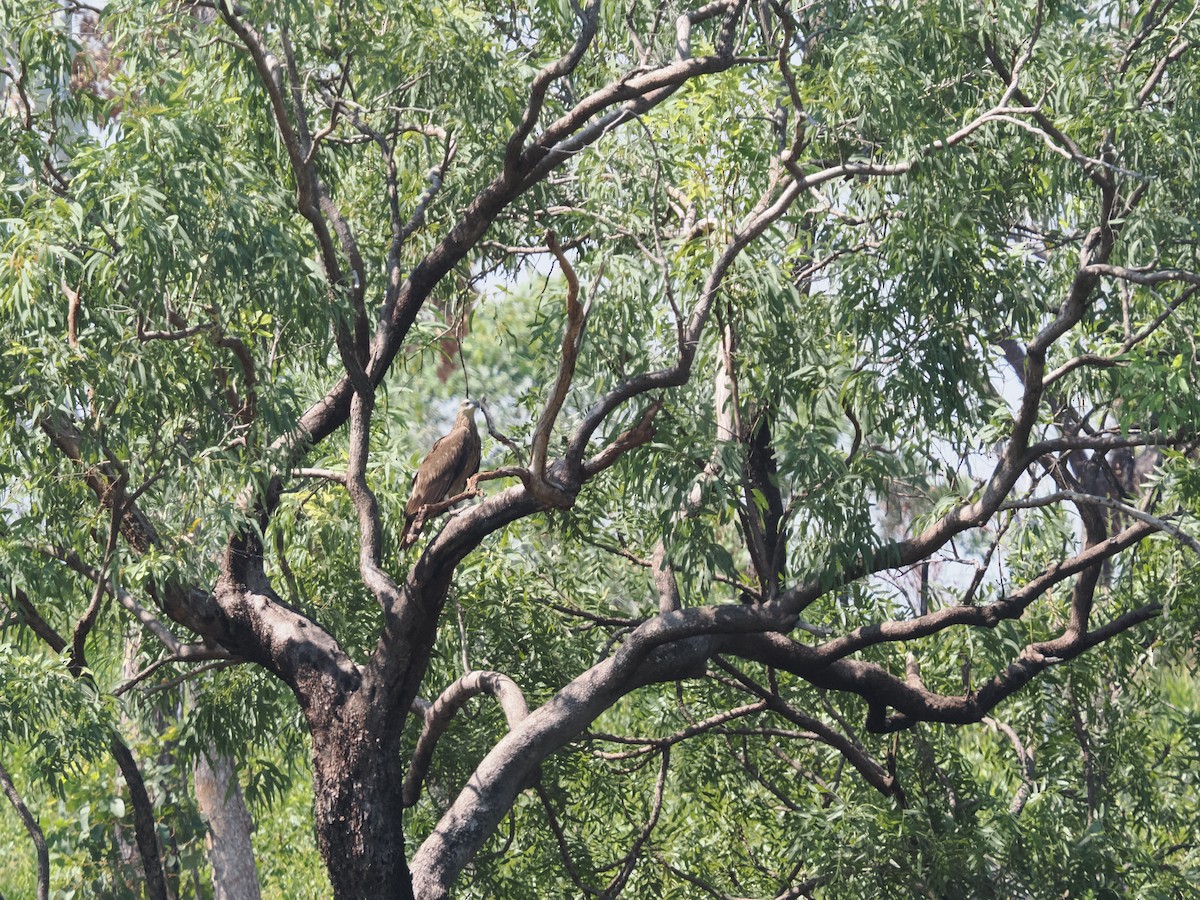 White-bellied Sea-Eagle - ML657174409
