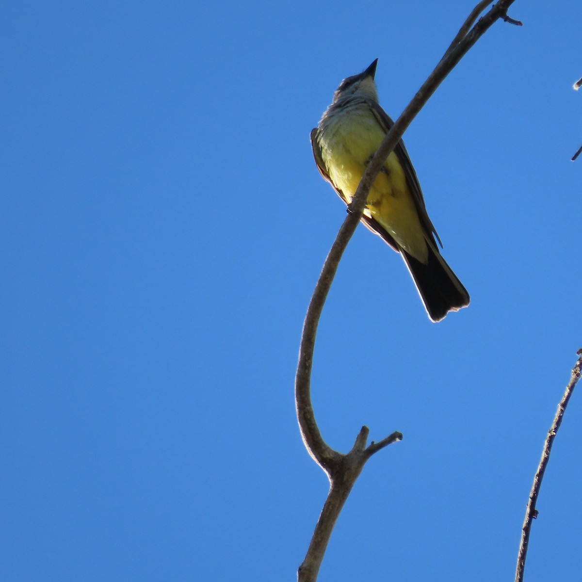 yellow-bellied kingbird sp. - ML657174410