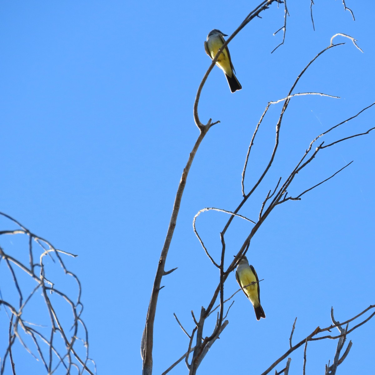 yellow-bellied kingbird sp. - ML657174411