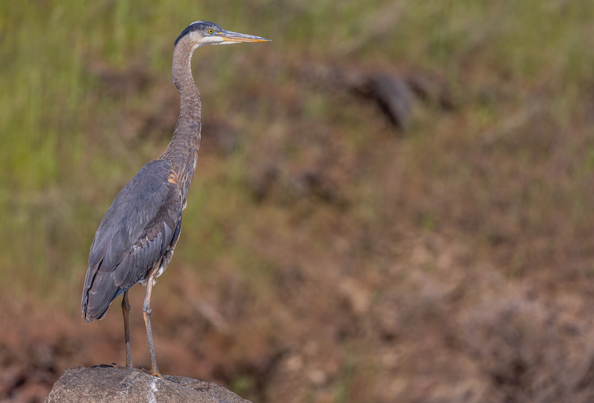 Great Blue Heron - ML657174412