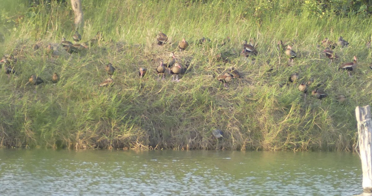 Black-bellied Whistling-Duck - ML657174416