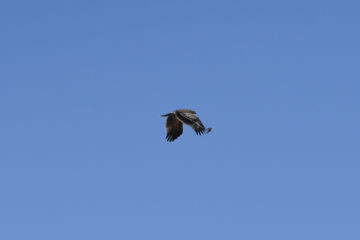 Tawny Eagle - ML657174417