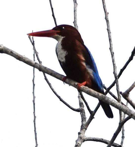White-throated Kingfisher - ML657174419