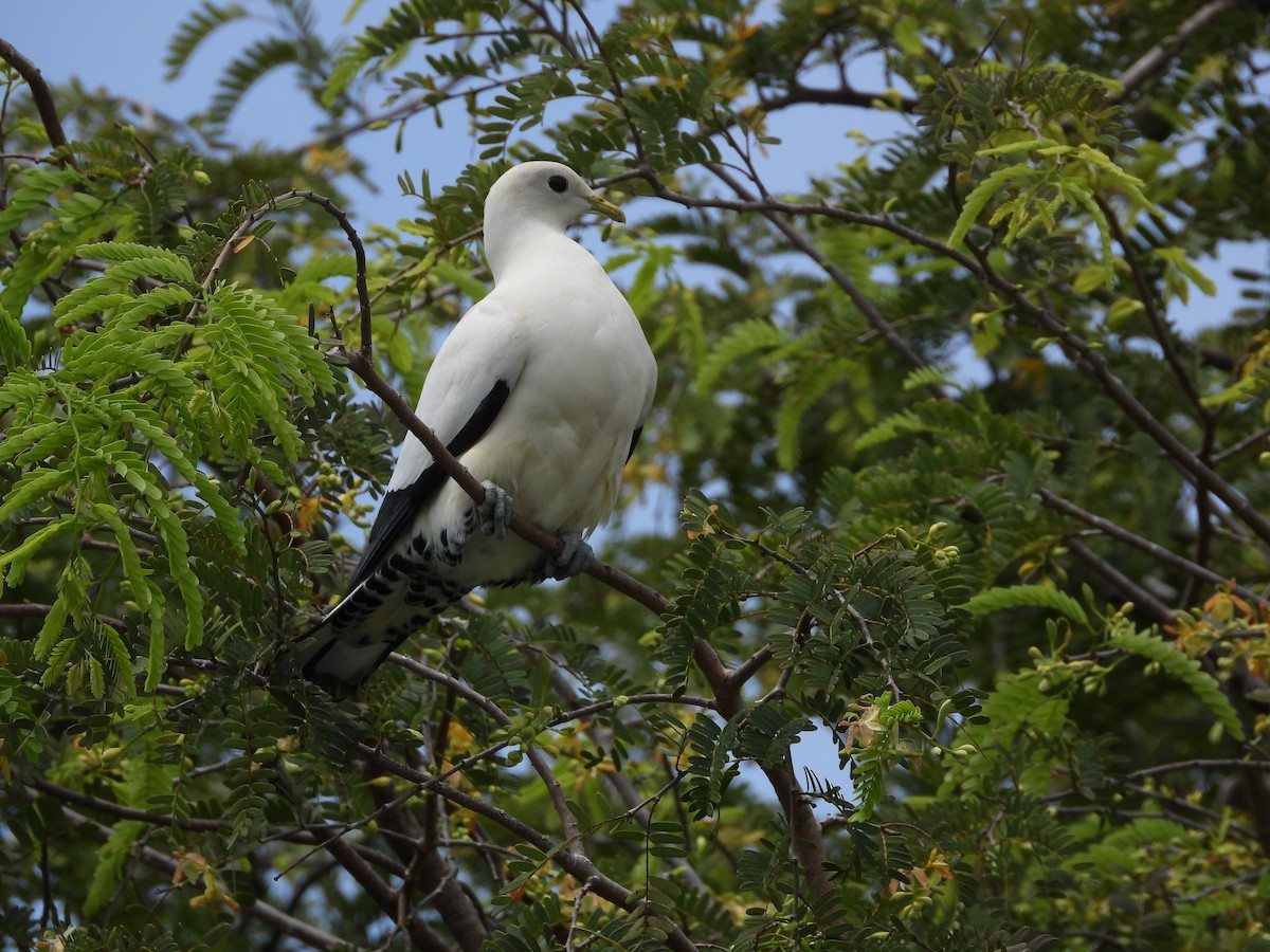 Torresian Imperial-Pigeon - ML657174448