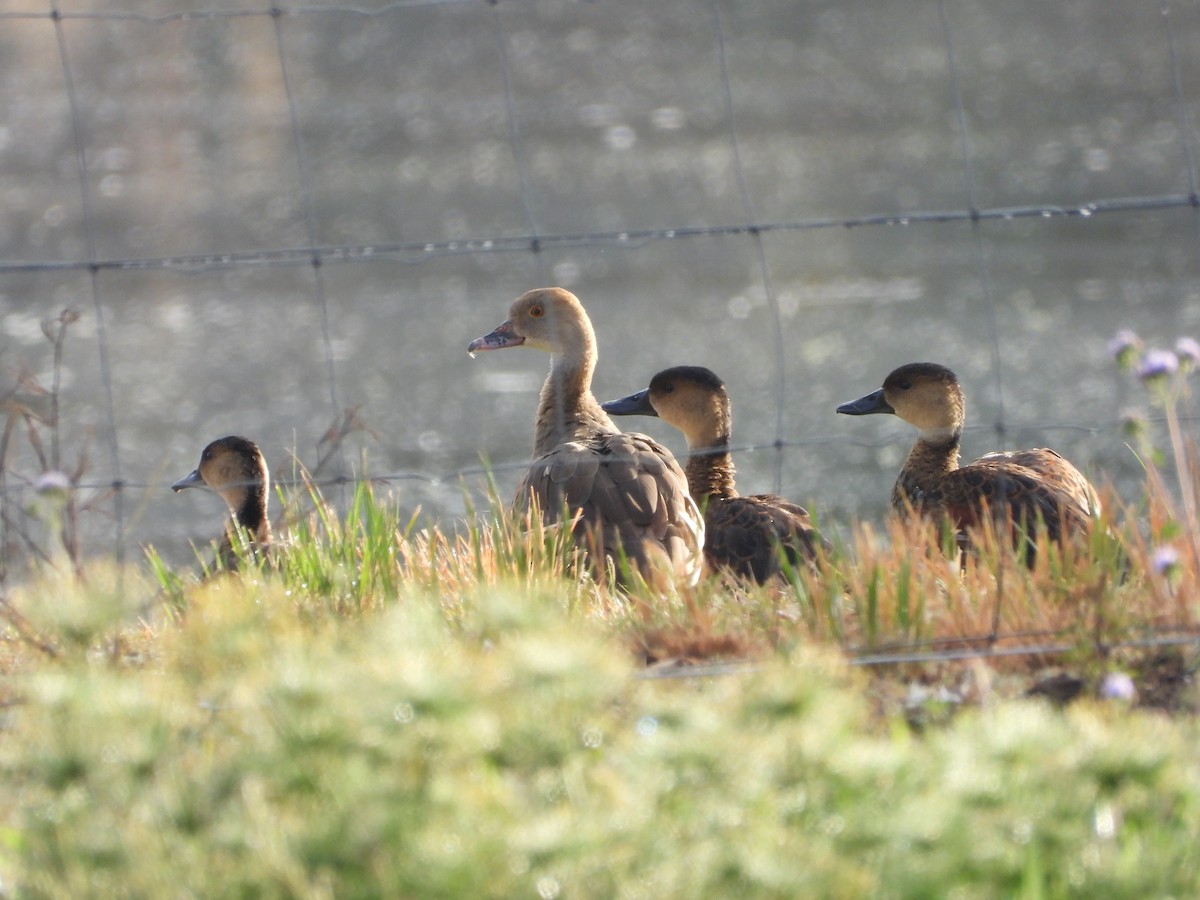 Dendrocygne d'Eyton - ML657174901
