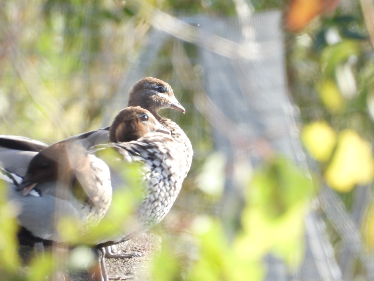 Canard à crinière - ML657174905