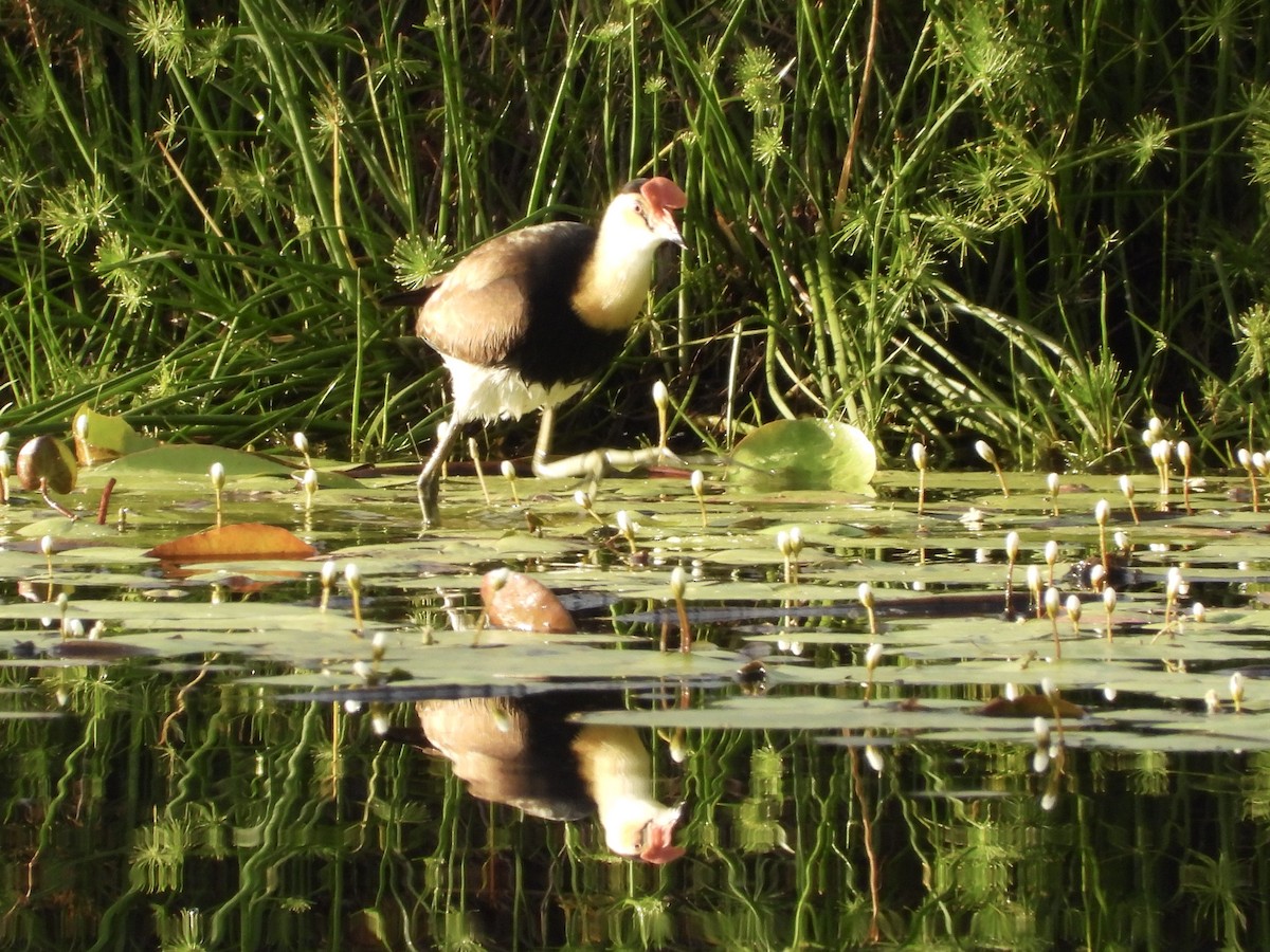 Jacana à crête - ML657174939