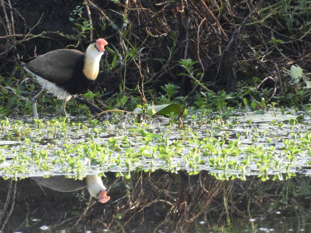 Jacana à crête - ML657174940