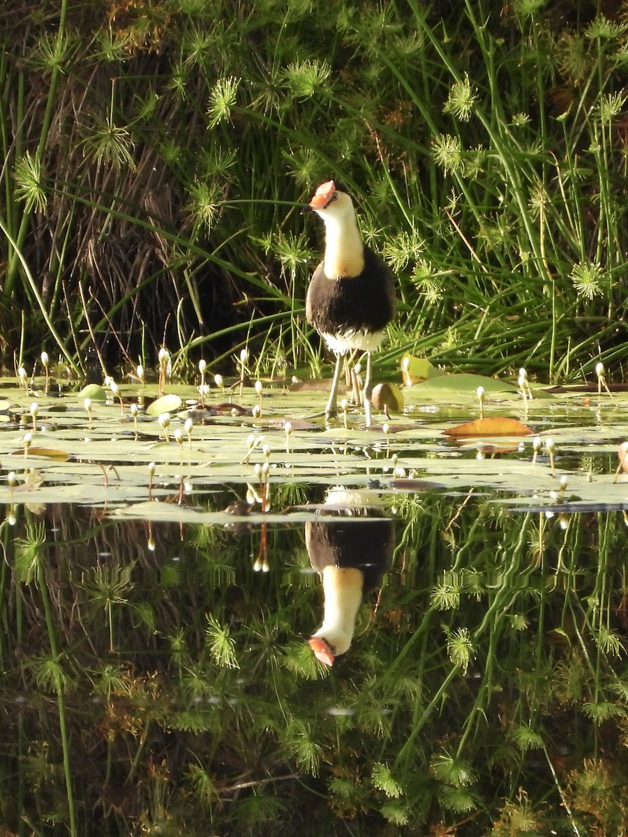 Jacana à crête - ML657174941
