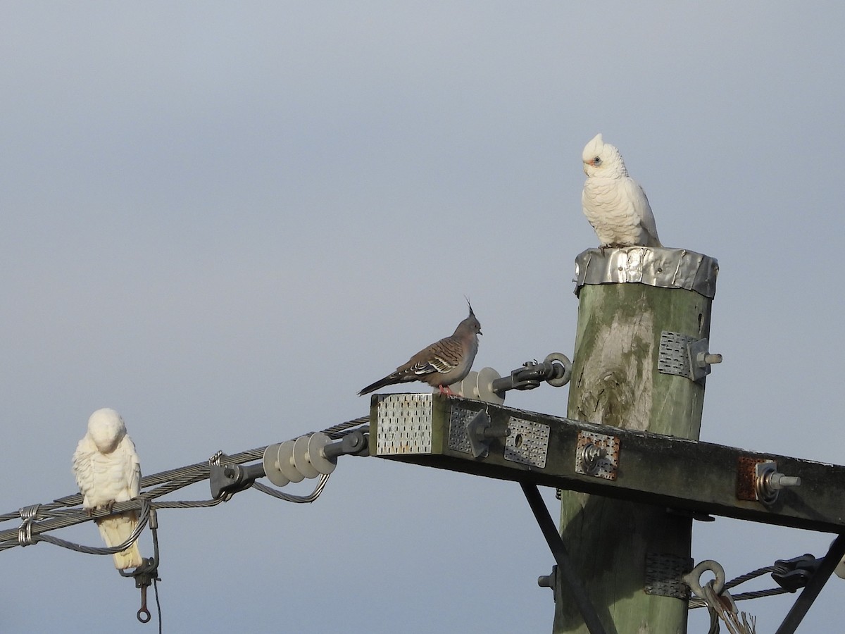 Cacatoès corella - ML657174989