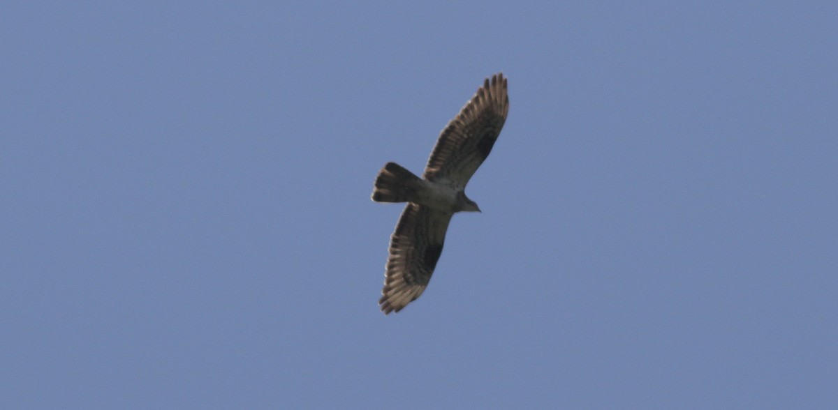 European Honey-buzzard - ML657175170