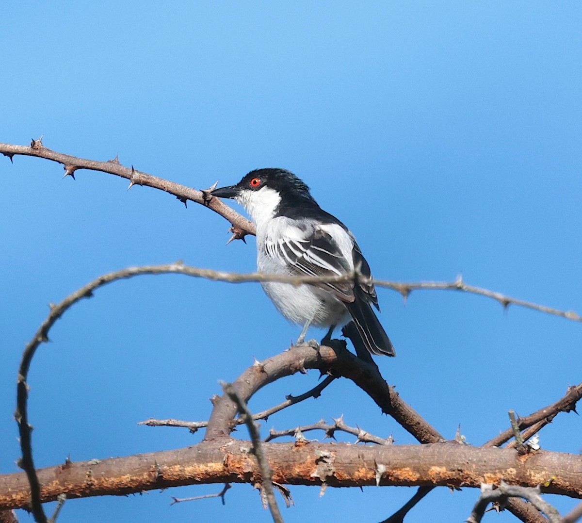 Black-backed Puffback (White-winged) - ML657175679