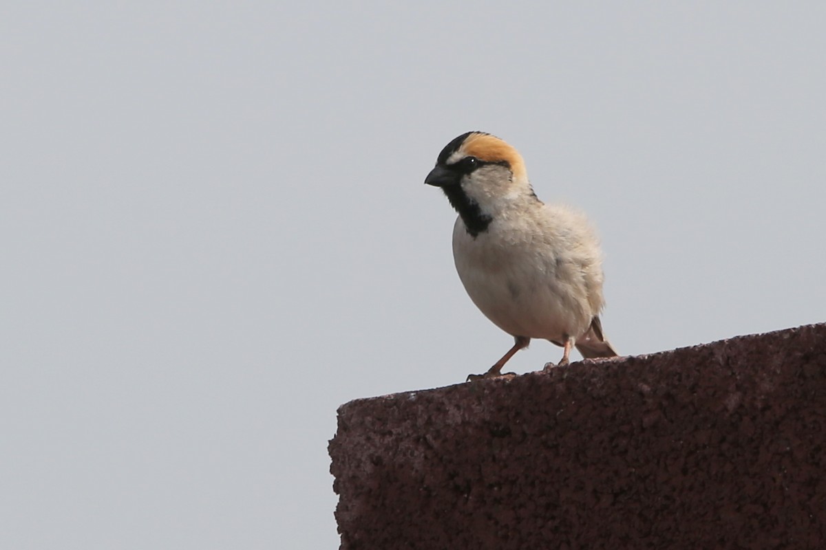 Saxaul Sparrow - ML657175792