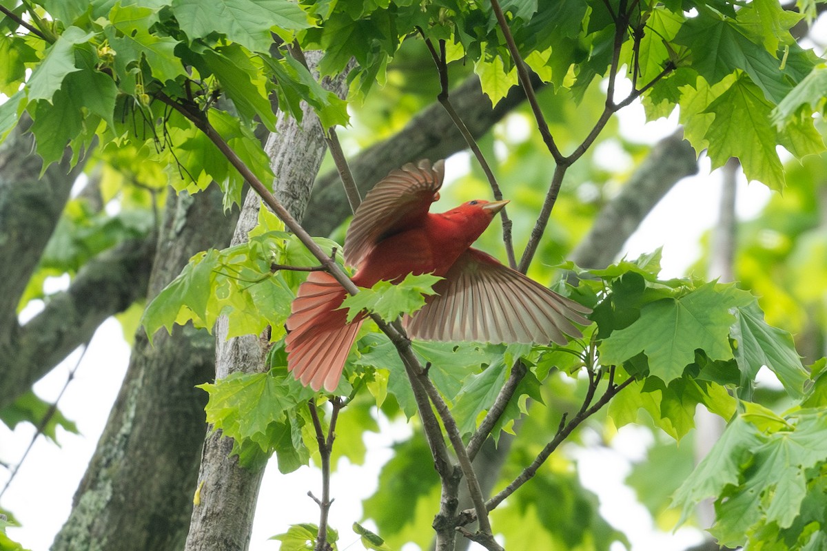 Summer Tanager - ML657176400