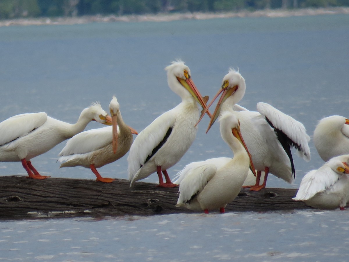 American White Pelican - ML65717651