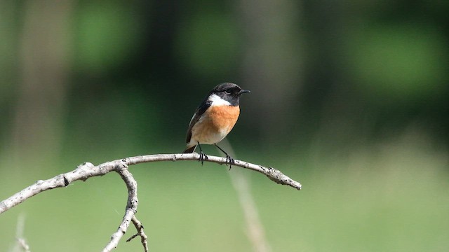 European Stonechat - ML657177314