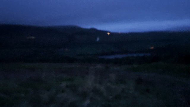 Western Barn Owl (Eurasian) - ML657177347