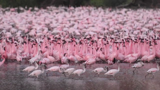 Lesser Flamingo - ML657177777