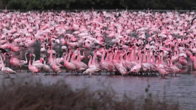 Lesser Flamingo - ML657177782