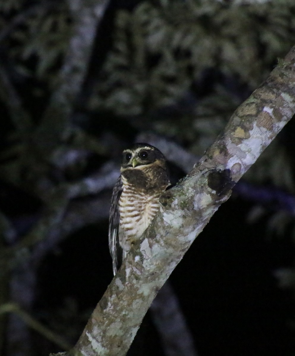 Band-bellied Owl - ML657177879