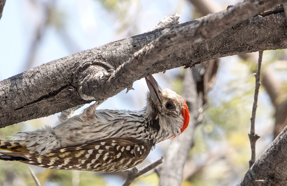 Cardinal Woodpecker - ML657178135