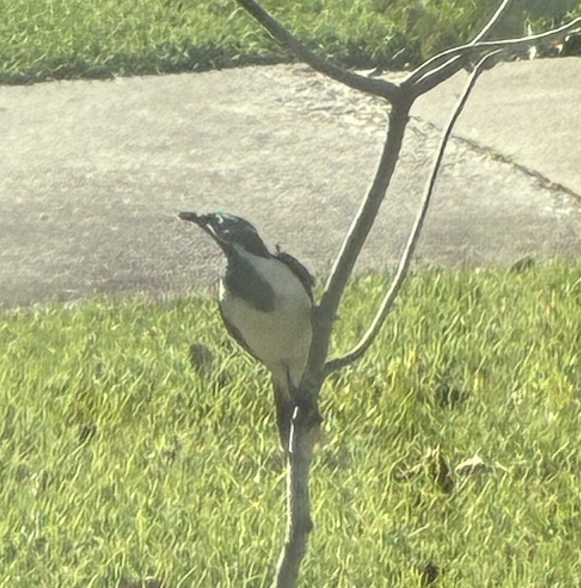 Blue-faced Honeyeater (Blue-faced) - ML657178157