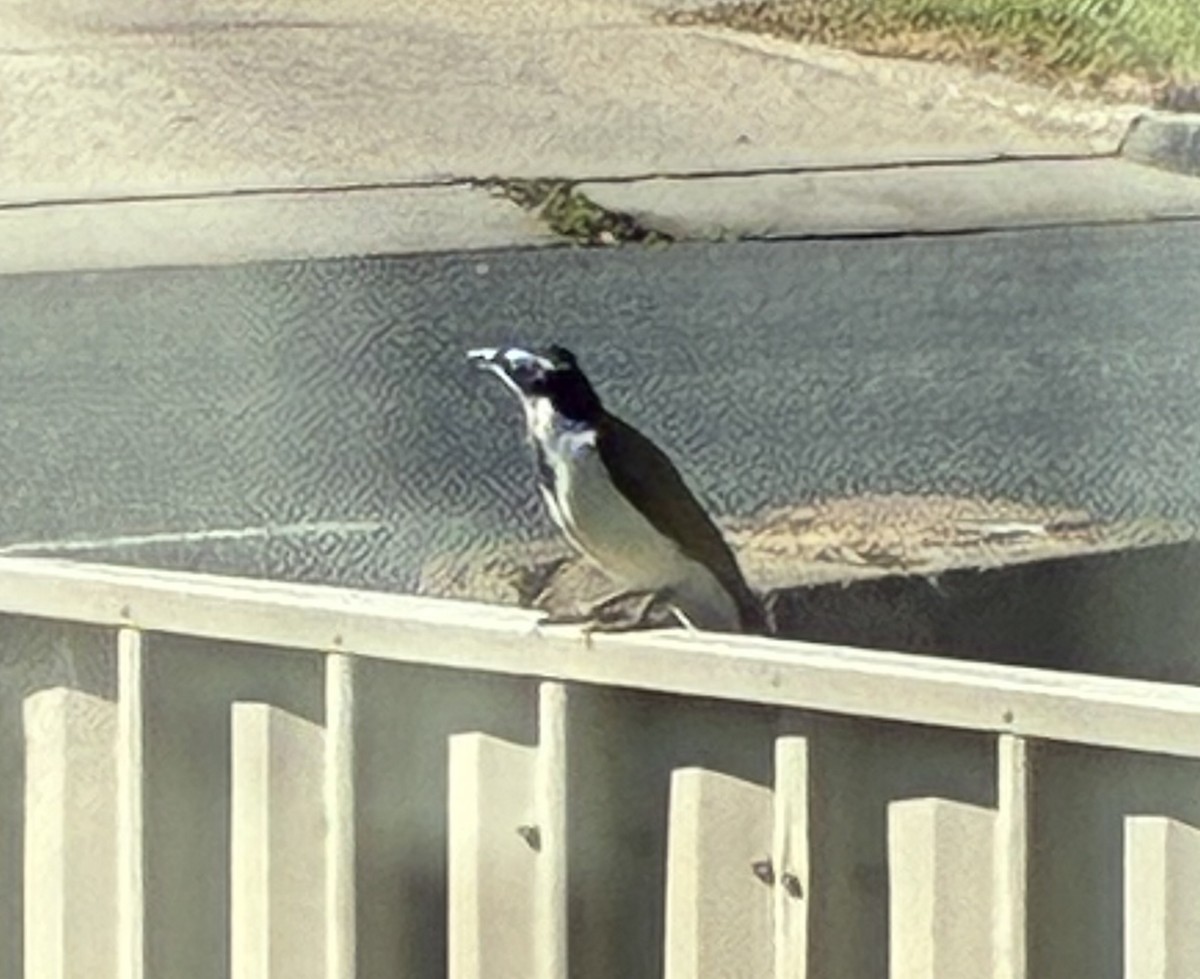 Blue-faced Honeyeater (Blue-faced) - ML657178158