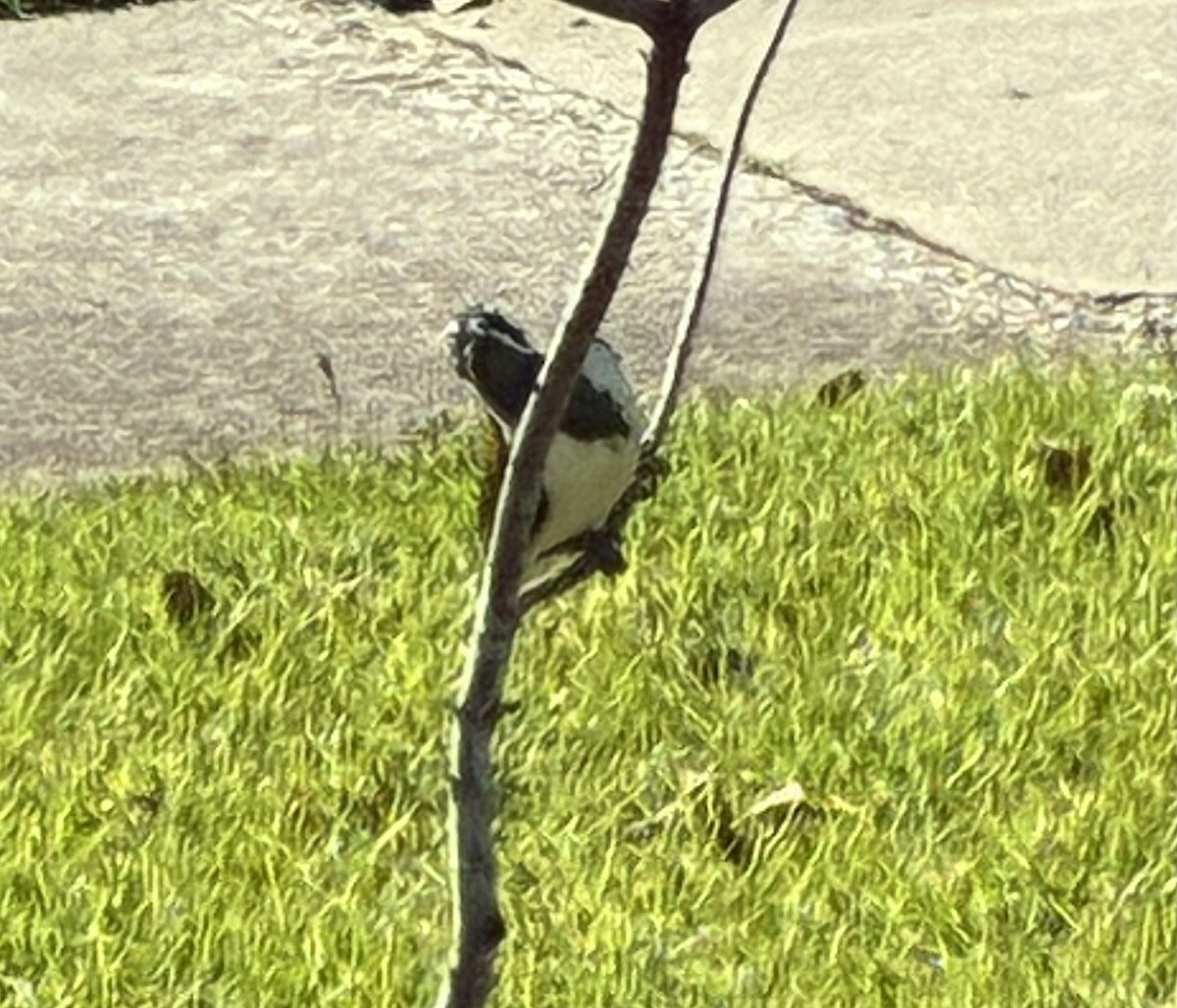 Blue-faced Honeyeater (Blue-faced) - ML657178159