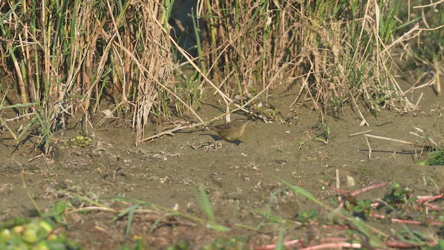 Smoky Warbler - ML657178222