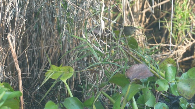 Smoky Warbler - ML657178224