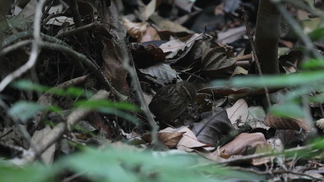 Eyebrowed Wren-Babbler - ML657178272