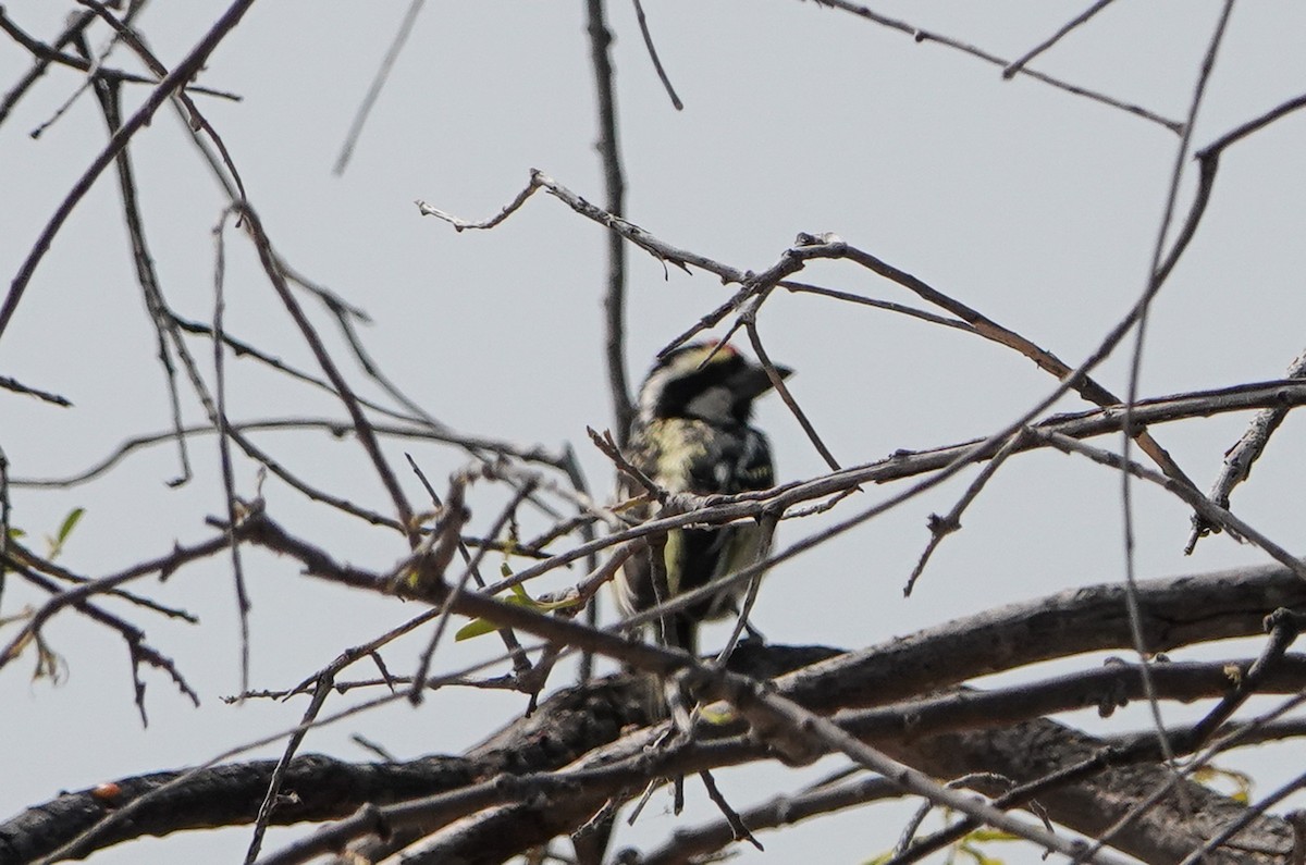 Pied Barbet - ML657178534