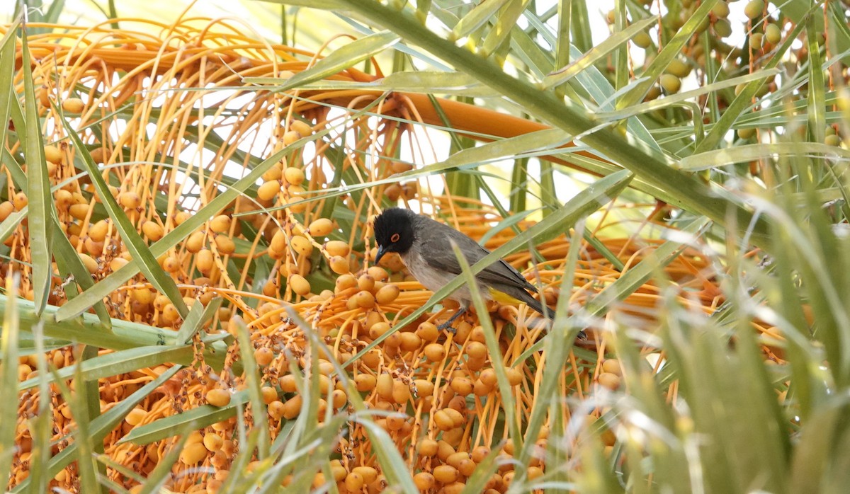 Black-fronted Bulbul - ML657178594