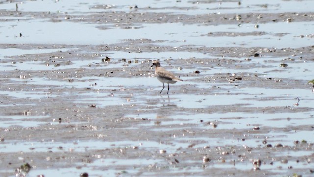 Siberian Sand-Plover - ML657178690