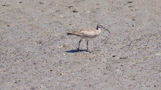 Eurasian Whimbrel - ML657178709