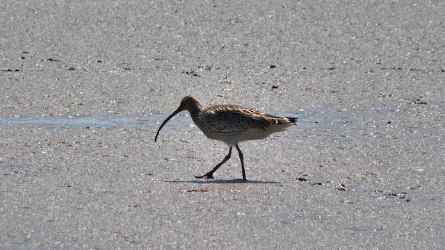 Eurasian Curlew - ML657178720