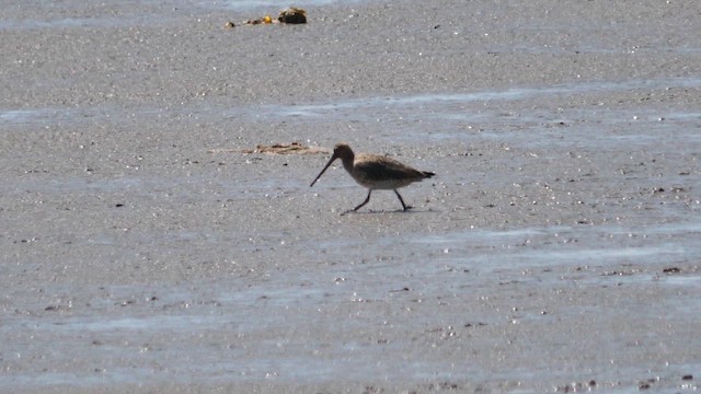 Bar-tailed Godwit - ML657178730
