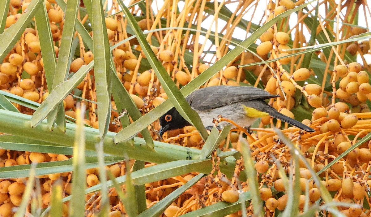 Black-fronted Bulbul - ML657178732