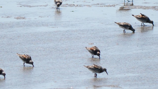 Great Knot - ML657178747